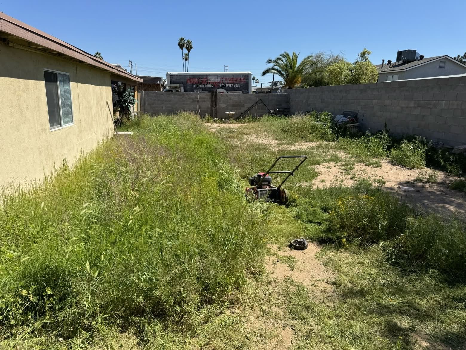 Overgrown alley edge before cleanup